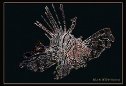 Pterois mutans by Bea & Stef Primatesta 